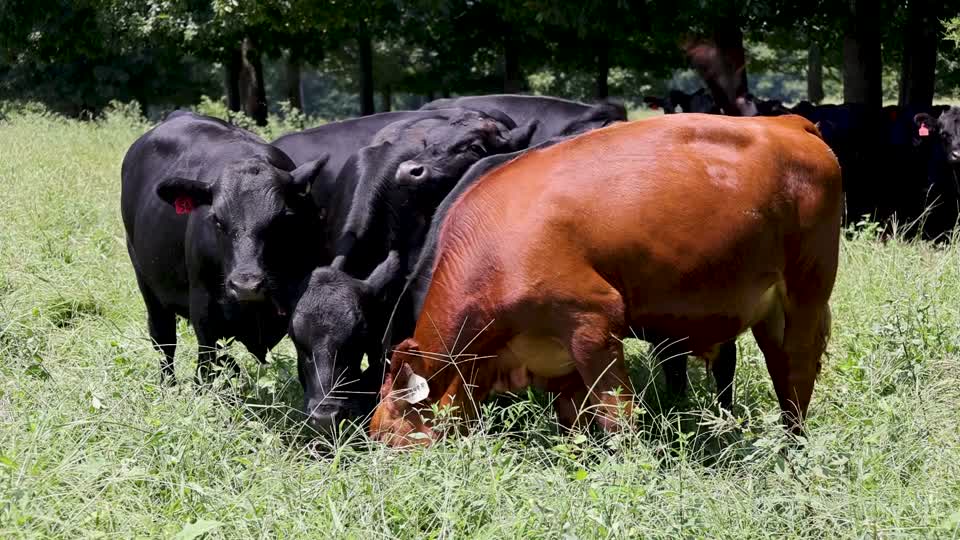 Beef Cattle in Pasture BRoll_12s