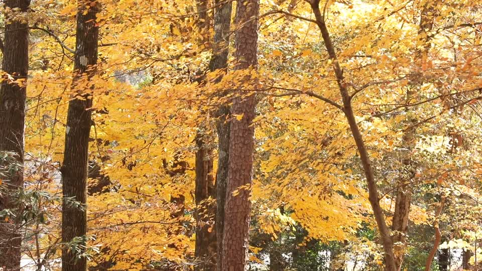 Fall Foliage B-Roll