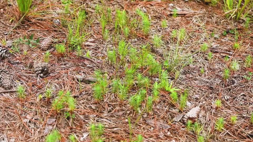 Pine Seedling BRoll_11s