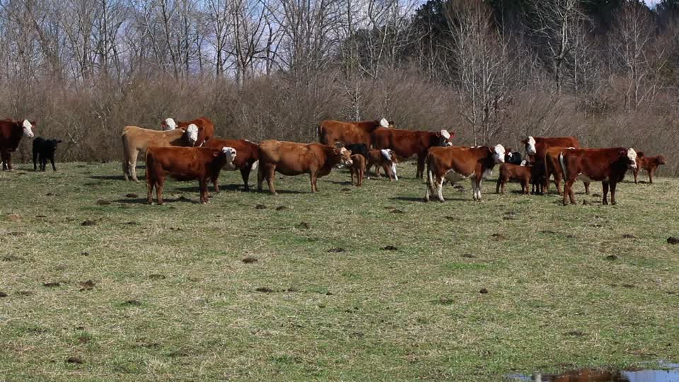 Cattle on Farm BRoll_21s