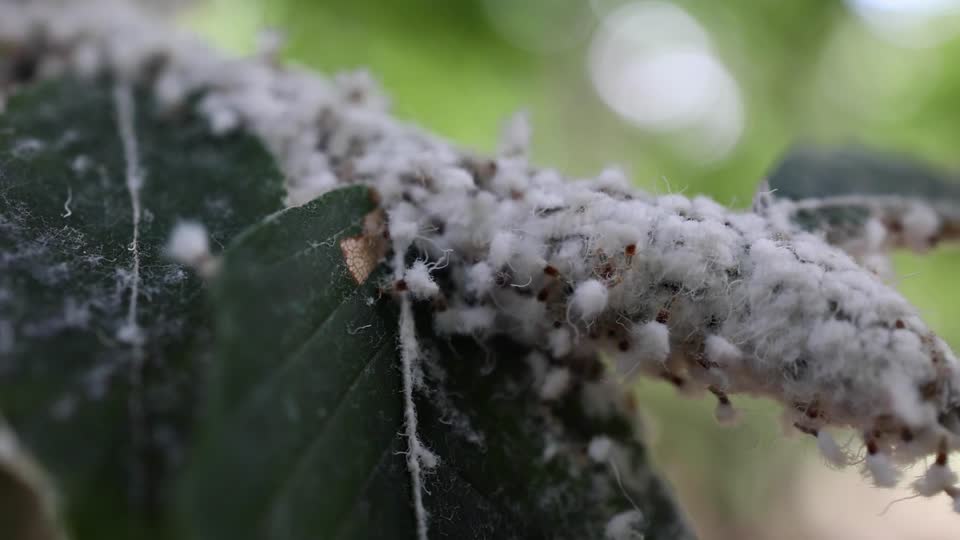Beech Blight Aphids_BRoll 19s