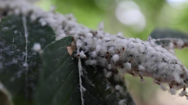 Beech Blight Aphids_BRoll 19s