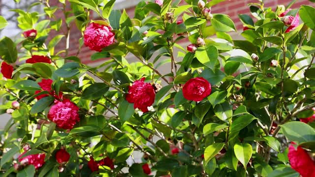 Camellias BRoll_11s