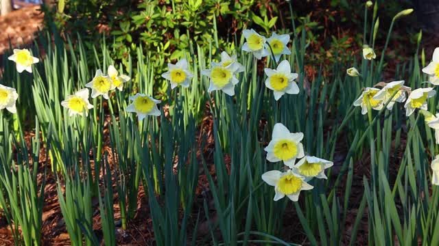 White Daffodil B-Roll_16s