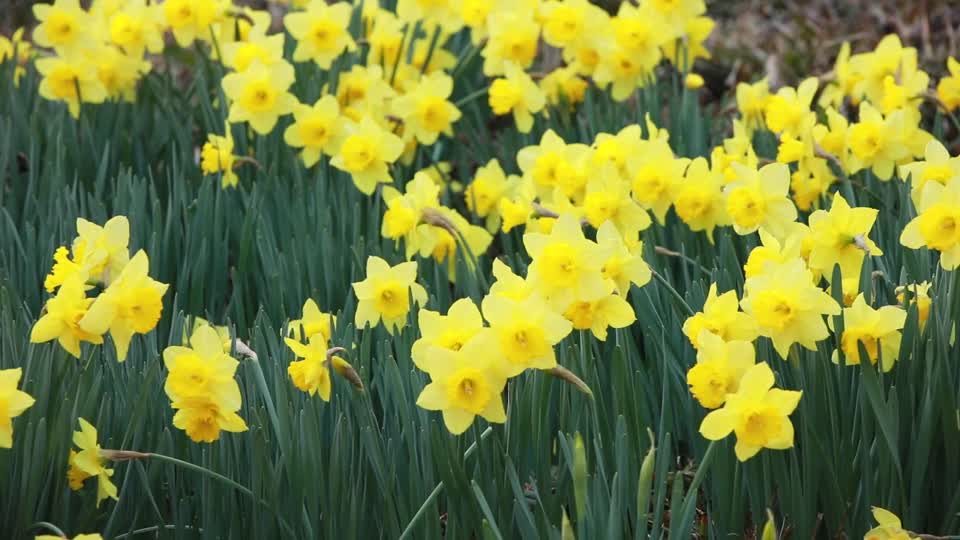 Yellow Daffodil B-Roll_16s