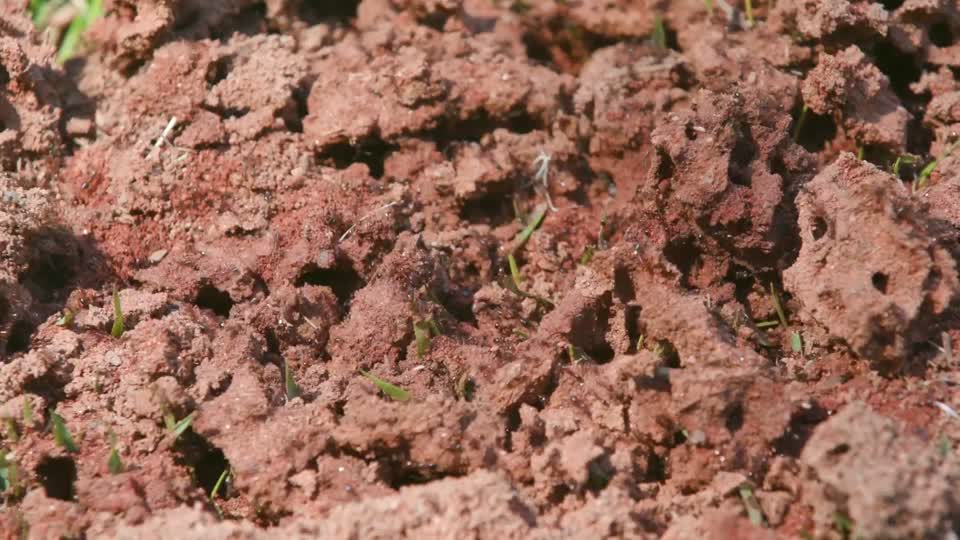Fire Ants_BRoll 11s