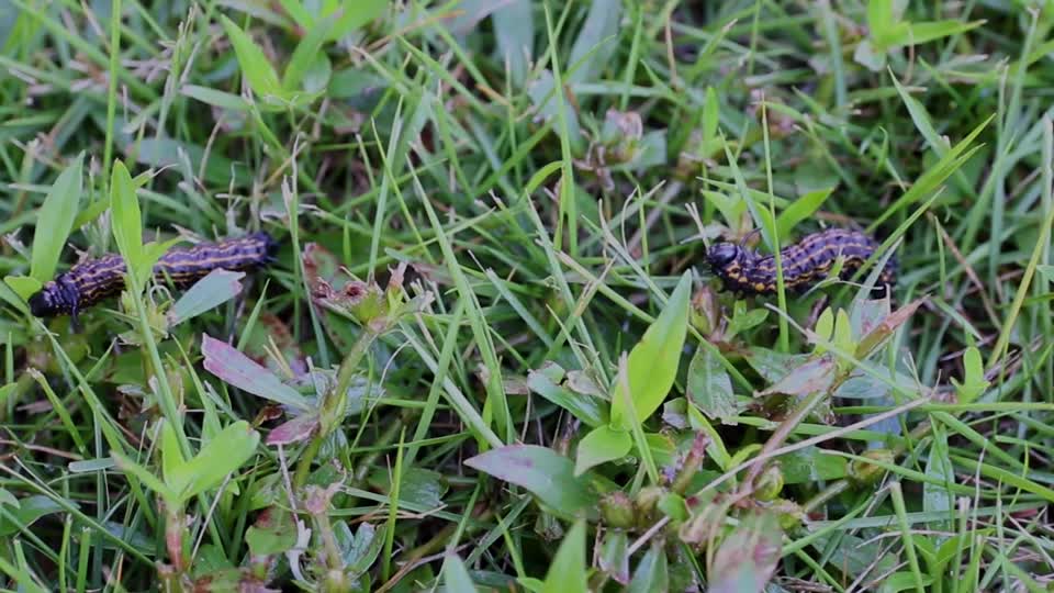 Yellow-striped Oakworm Caterpillars_BRoll14s