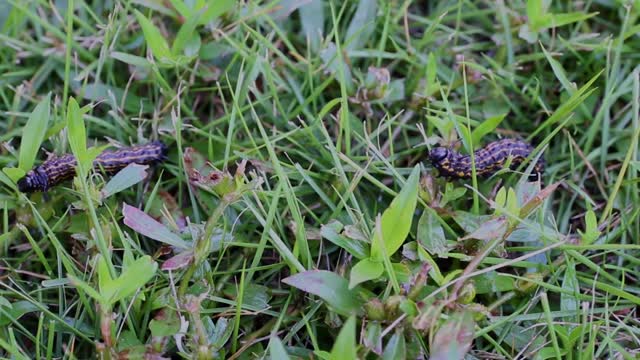 Yellow-striped Oakworm Caterpillars_BRoll14s