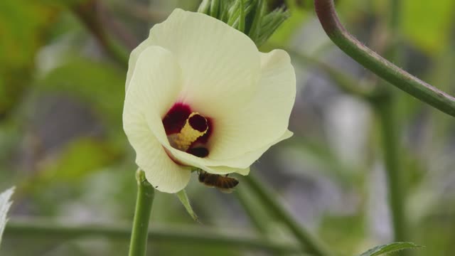 Okra Flower with Bee_BRoll 10s