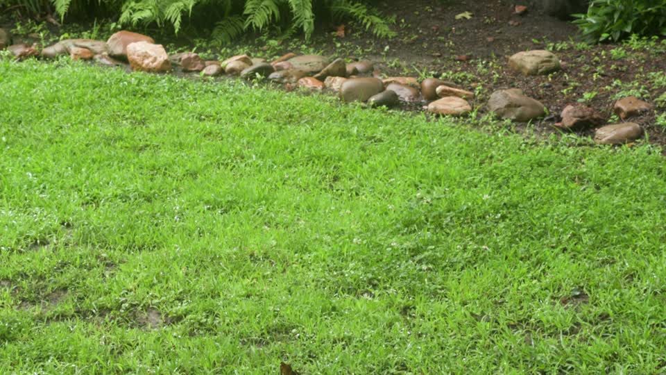 Rain Garden Tilt_Broll10s