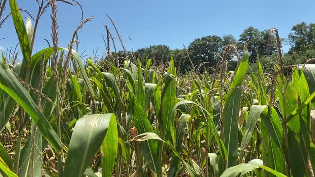 Corn Dry-down Phase_BRoll 16s_JM