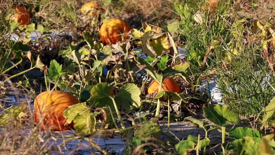 Rows of Pumpkins at Pumpkin Patch_BRoll_9s