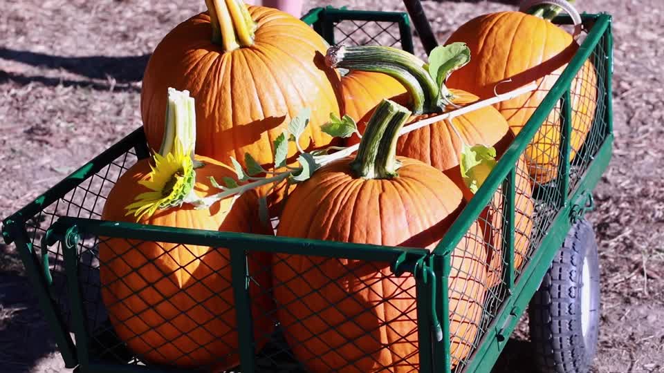 Pumpkins in Wagon_BRoll_5s