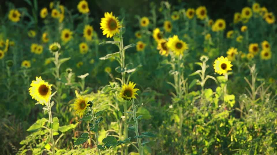 Sunflowers_BRoll_9s