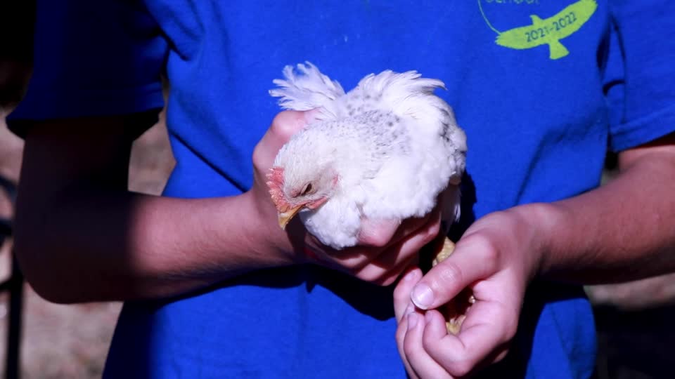 Boy Holding Chicken (Petting Zoo)_BRoll_6s