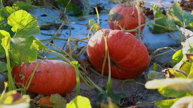 Pumpkins on Vine_BRoll_6s