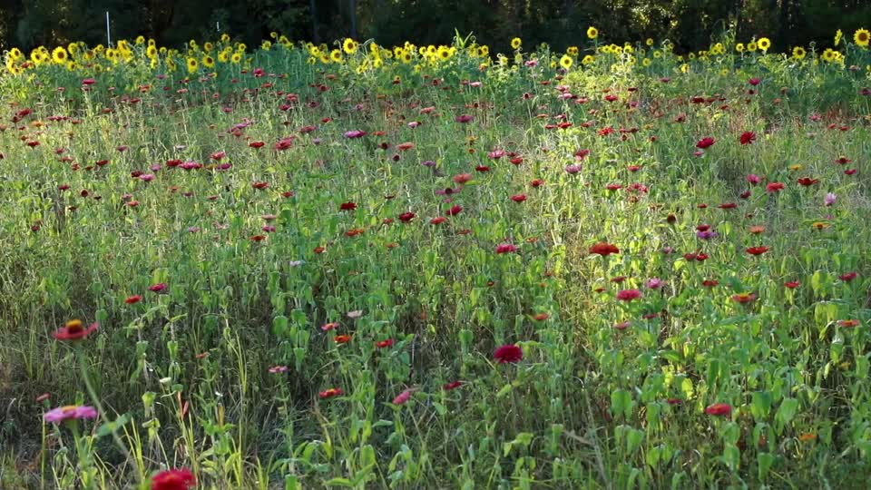Field of Zinnias and Sunflowers_BRoll_10s