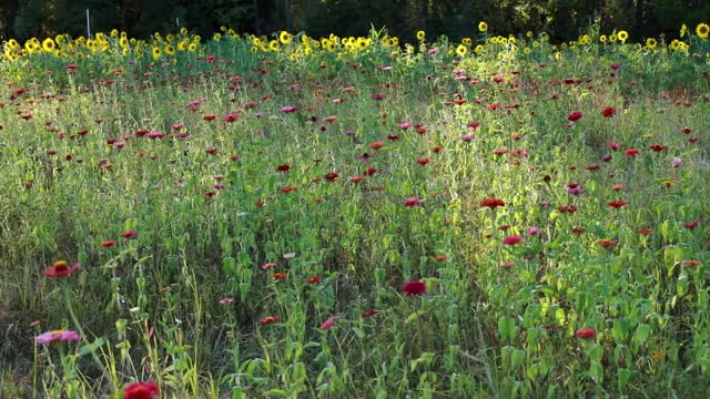 Field of Zinnias and Sunflowers_BRoll_10s