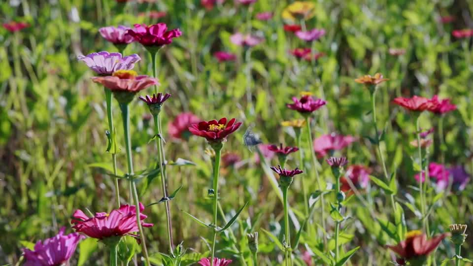 Field of Zinnias_Walkthru_BRoll_12s