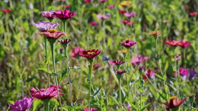 Field of Zinnias_Walkthru_BRoll_12s
