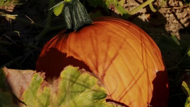 Pumpkin on Vine_BRoll_12s