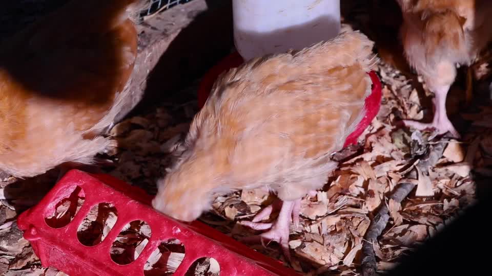 Chickens Feeding_BRoll_7s