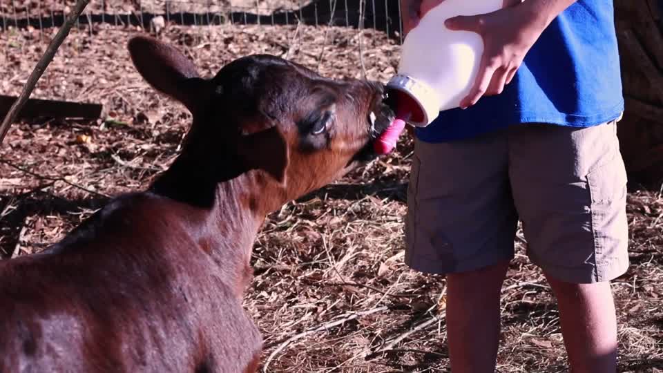 Boy Feeding Calf (Petting  Zoo)_BRoll10s