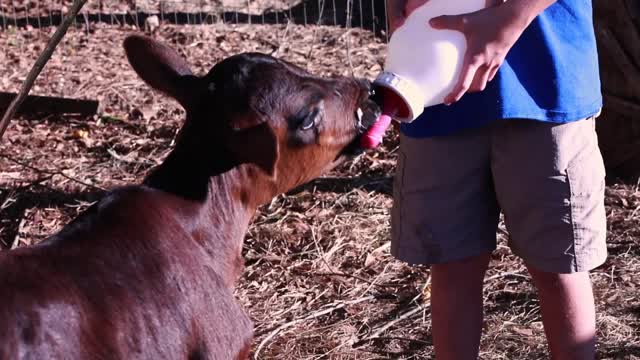 Boy Feeding Calf (Petting  Zoo)_BRoll10s