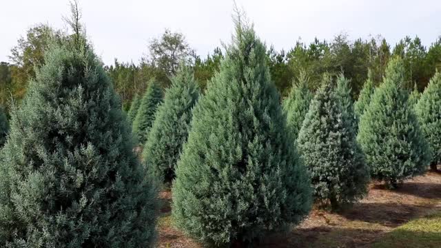 Christmas Tree Farm_BRoll_23s