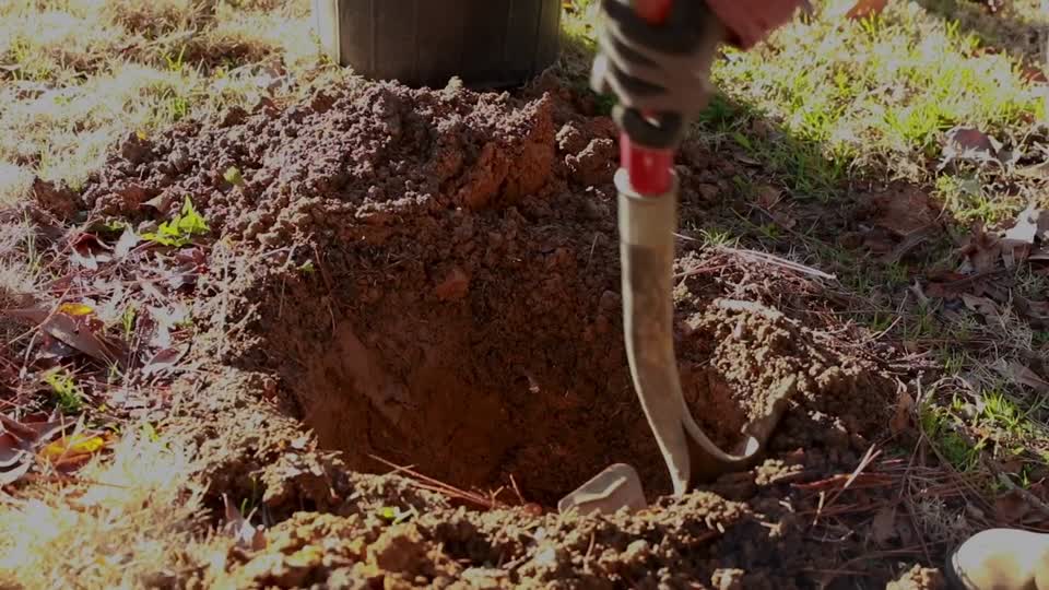 Tree Planting_BRoll_23s