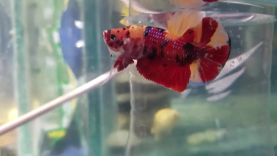 AISLAMIENTO DE PAREJA DE BETTAS MACHO FANCY KOI Y HEMBRA NEMO