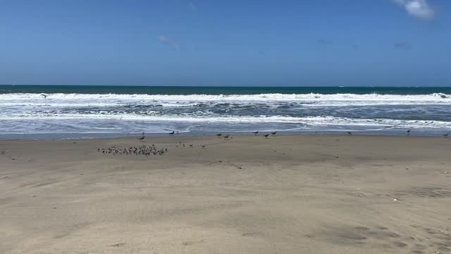Sanderlings&Whimbrels