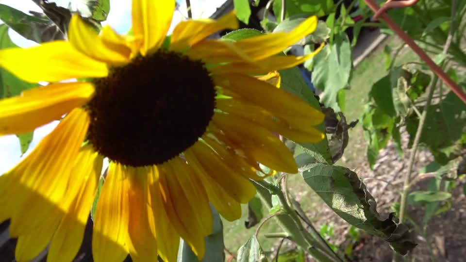 Sunflower show (video)