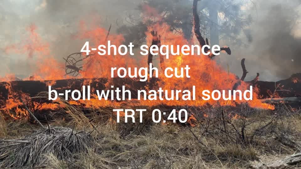 downed-logs-burning---4-shot-sequence_49803093392
