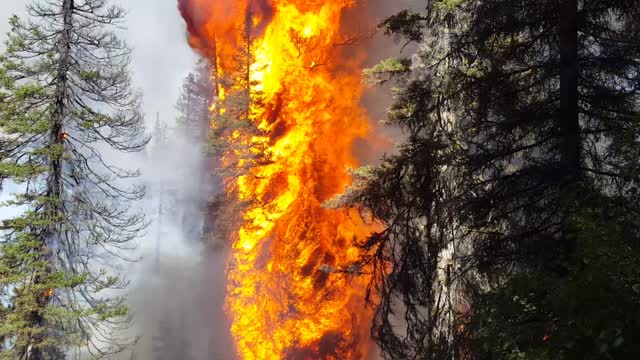 Pioneer Fire, Boise National Forest