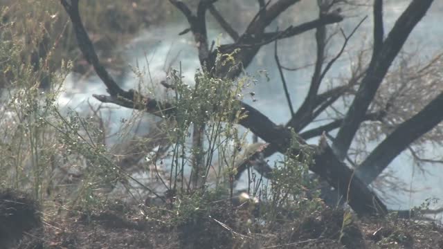 Sagebrush Fire