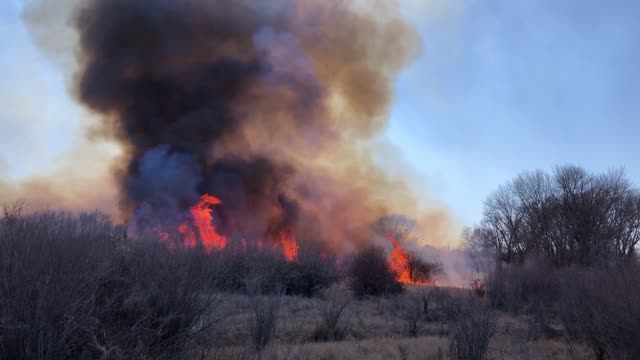 Walker Levee Fire