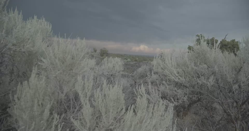 Sagebrush Ecosystem in Idaho
