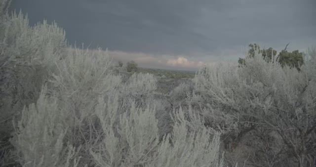 Sagebrush Ecosystem in Idaho