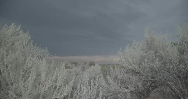Sagebrush Ecosystem in Idaho