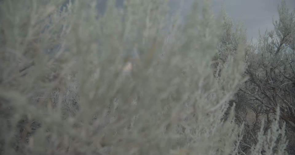 Sagebrush Ecosystem in Idaho