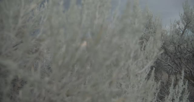 Sagebrush Ecosystem in Idaho