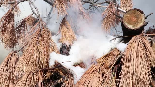 Charcoal Gulch Pile Burn, Idaho City