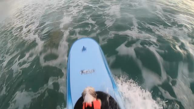 Lucky surfing Adder script