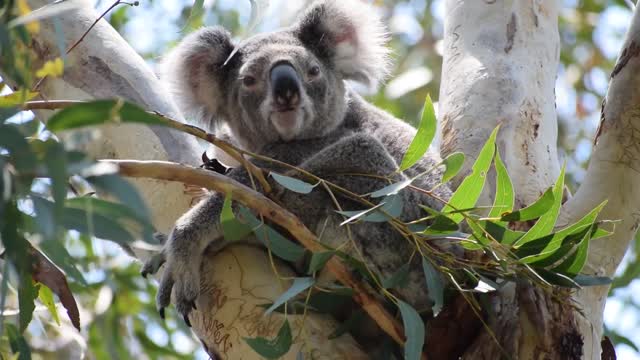 Koala on eucalyptus tree