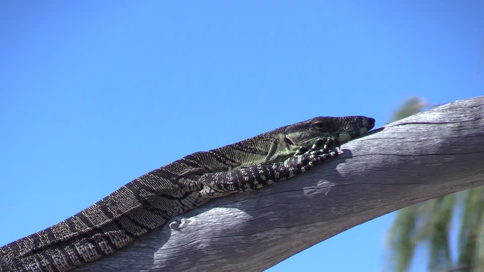 Lizard basking near the beach scene