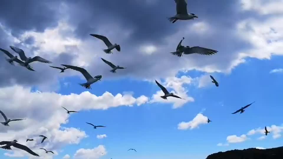 澎湖的燕鷗