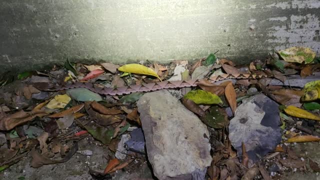 百步蛇-北橫20210707_203317_ES10