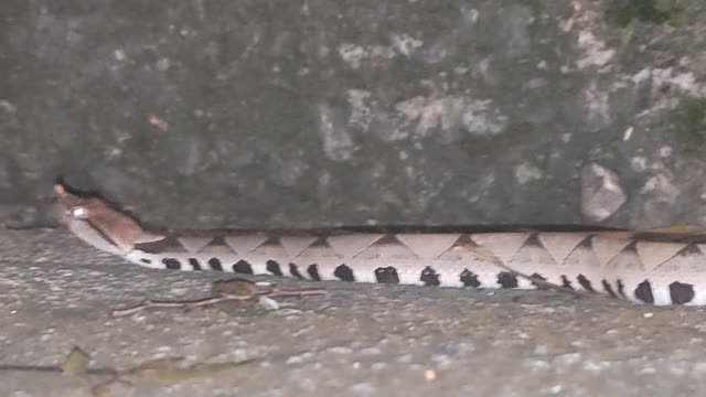 百步蛇-北橫20210904_014503_ES6