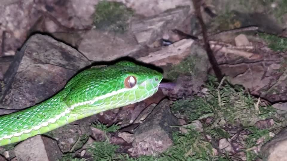 Red-tailed green rat snake